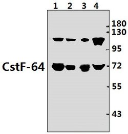 Invitrogen CSTF2 Polyclonal Antibody 100 &mu;L; Unconjugated:Antibodies,