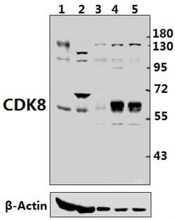 Invitrogen CDK8 Polyclonal Antibody 100 &mu;L; Unconjugated:Antibodies,