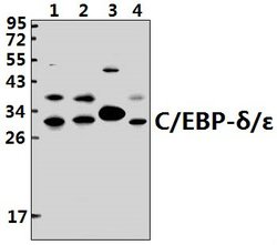 Invitrogen C/EBP delta/epsilon Polyclonal Antibody 100 &mu;L; Unconjugated:Antibodies,