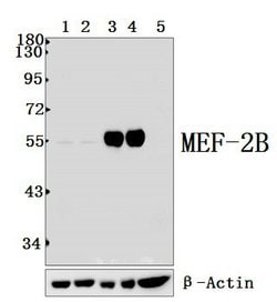Invitrogen MEF2B Polyclonal Antibody 100 &mu;L; Unconjugated:Antibodies,