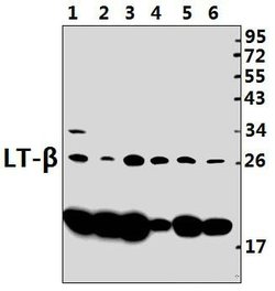 Invitrogen LTB Polyclonal Antibody 100 &mu;L; Unconjugated:Antibodies,