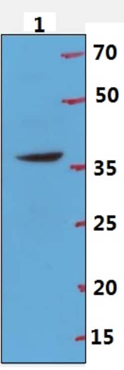 Invitrogen p39 Polyclonal Antibody 100 &mu;L; Unconjugated:Antibodies,