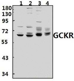 Invitrogen GCKR Polyclonal Antibody 100 &mu;L; Unconjugated:Antibodies,