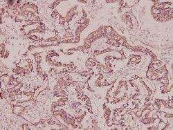 Invitrogen BRMS1 Polyclonal Antibody 100 &mu;L; Unconjugated:Antibodies,