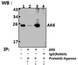 Invitrogen AK6 Polyclonal Antibody 100 &mu;L; Unconjugated:Antibodies,