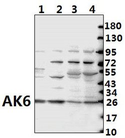 Invitrogen AK6 Polyclonal Antibody 100 &mu;L; Unconjugated:Antibodies,