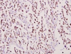 Invitrogen COX11 Polyclonal Antibody 100 &mu;L; Unconjugated:Antibodies,
