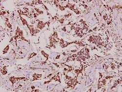 Invitrogen CYP27A1 Polyclonal Antibody 100 &mu;L; Unconjugated:Antibodies,