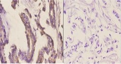 Invitrogen CYP2A13 Polyclonal Antibody 100 &mu;L; Unconjugated:Antibodies,