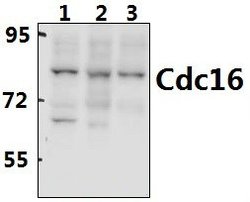 Invitrogen APC6 Polyclonal Antibody 100 &mu;L; Unconjugated:Antibodies,