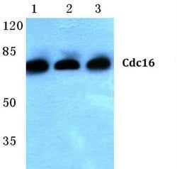 Invitrogen APC6 Polyclonal Antibody 100 &mu;L; Unconjugated:Antibodies,