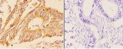 Invitrogen Adenylate Cyclase 5/6 Polyclonal Antibody 100 &mu;L; Unconjugated:Antibodies,