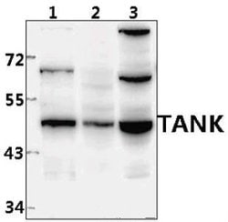 TANK Polyclonal Antibody:Antibodies, Polyclonal