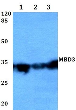 Invitrogen MBD3 Polyclonal Antibody 100 &mu;L; Unconjugated:Antibodies,
