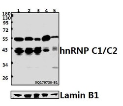 Invitrogen hnRNP C1/C2 Polyclonal Antibody 100 &mu;L; Unconjugated:Antibodies,