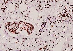 Invitrogen hnRNP A1 Polyclonal Antibody 100 &mu;L; Unconjugated:Antibodies,