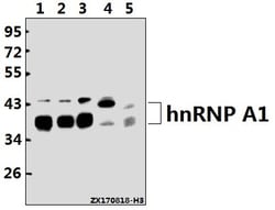 Invitrogen hnRNP A1 Polyclonal Antibody 100 &mu;L; Unconjugated:Antibodies,