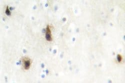 Invitrogen MVK Polyclonal Antibody 100 &mu;L; Unconjugated:Antibodies,