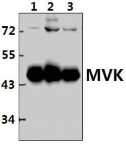 Invitrogen MVK Polyclonal Antibody 100 &mu;L; Unconjugated:Antibodies,