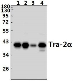 Invitrogen TRA2A Polyclonal Antibody 100 &mu;L; Unconjugated:Antibodies,
