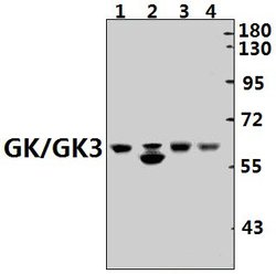 Invitrogen Glycerol kinase Polyclonal Antibody 100 &mu;L; Unconjugated:Antibodies,