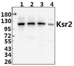 Invitrogen KSR2 Polyclonal Antibody 100 &mu;L; Unconjugated:Antibodies,