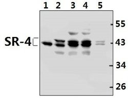 Invitrogen HTR4 Polyclonal Antibody 100 &mu;L; Unconjugated:Antibodies,