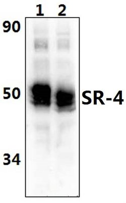 Invitrogen HTR4 Polyclonal Antibody 100 &mu;L; Unconjugated:Antibodies,