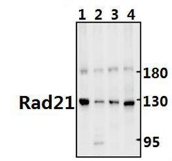 Invitrogen RAD21 Polyclonal Antibody 100 &mu;L; Unconjugated:Antibodies,