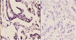 Invitrogen MAPK15 Polyclonal Antibody 100 &mu;L; Unconjugated:Antibodies,