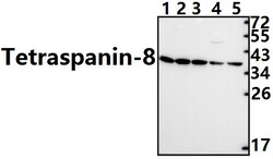 Invitrogen TSPAN8 Polyclonal Antibody 100 &mu;L | Buy Online | Invitrogen&trade; | Fisher Scientific
