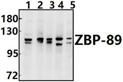 Invitrogen ZNF148 Polyclonal Antibody 100 &mu;L; Unconjugated:Antibodies,