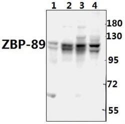 Invitrogen ZNF148 Polyclonal Antibody 100 &mu;L; Unconjugated:Antibodies,