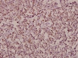 Invitrogen SALF Polyclonal Antibody 100 &mu;L; Unconjugated:Antibodies,