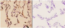 Invitrogen RAD51B Polyclonal Antibody 100 &mu;L; Unconjugated:Antibodies,
