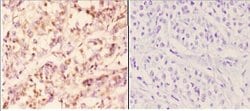 Invitrogen RAD51B Polyclonal Antibody 100 &mu;L; Unconjugated:Antibodies,