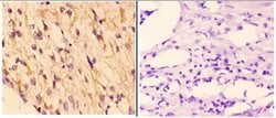 Invitrogen RAD51B Polyclonal Antibody 100 &mu;L; Unconjugated:Antibodies,