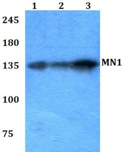 Invitrogen MN1 Polyclonal Antibody 100 &mu;L; Unconjugated:Antibodies,