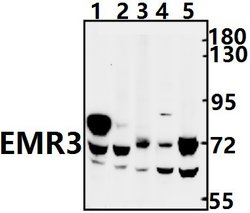 Invitrogen EMR3 Polyclonal Antibody 100 &mu;L; Unconjugated:Antibodies,