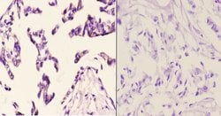 Invitrogen FZD10 Polyclonal Antibody 100 &mu;L; Unconjugated:Antibodies,