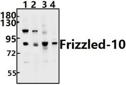Invitrogen FZD10 Polyclonal Antibody 100 &mu;L; Unconjugated:Antibodies,