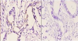 RhoH Polyclonal Antibody:Antibodies, Polyclonal