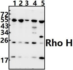 RhoH Polyclonal Antibody:Antibodies, Polyclonal