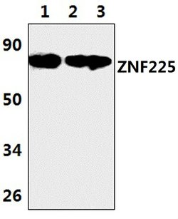 Invitrogen ZNF225 Polyclonal Antibody 100 &mu;L; Unconjugated:Antibodies,