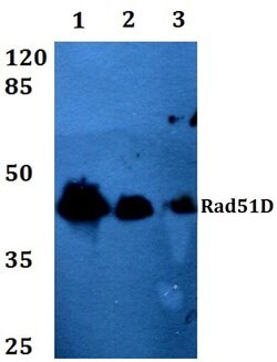 Invitrogen RAD51D Polyclonal Antibody 100 &mu;L; Unconjugated:Antibodies,