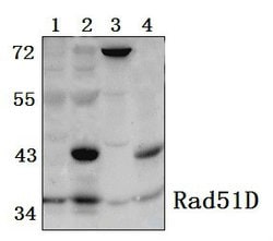 Invitrogen RAD51D Polyclonal Antibody 100 &mu;L; Unconjugated:Antibodies,