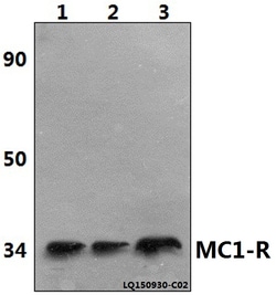 Invitrogen MC1R Polyclonal Antibody 100 &mu;L; Unconjugated:Antibodies,