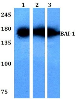 BAI1 Polyclonal Antibody:Antibodies, Polyclonal