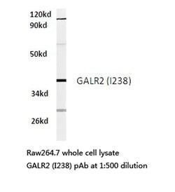 Invitrogen GALR2 Polyclonal Antibody 100 &mu;L; Unconjugated:Antibodies,