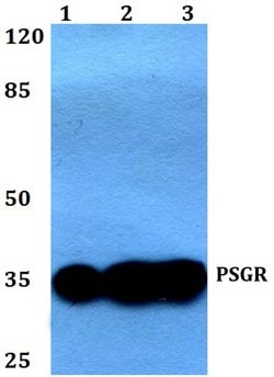 Invitrogen PSGR Polyclonal Antibody 100 &mu;L; Unconjugated:Antibodies,